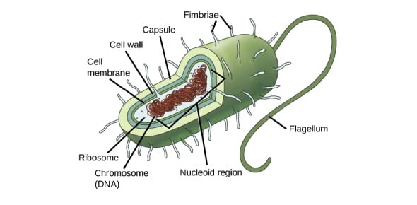 What Do You Know About Prokaryote Flashcards